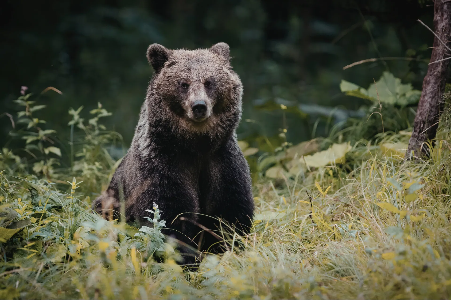 Grizzly Bear Walk & Sunset Wildlife Tour